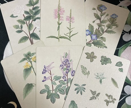 韓国オラクル「野生花」で必要なメッセージを占います 韓国のオラクルカ－ドをこの機会にお試しください。 イメージ1