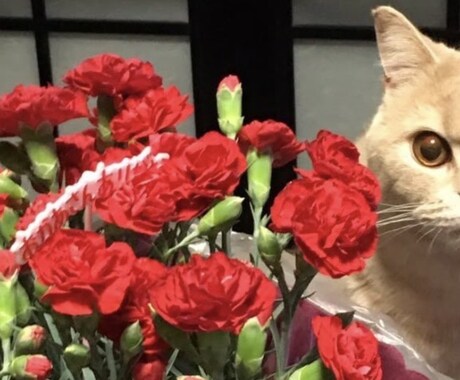 心に寄り添いお話をお聞きします 愚痴や悩みをやさしく受け止め、心を軽くするお手伝いをします。 イメージ2