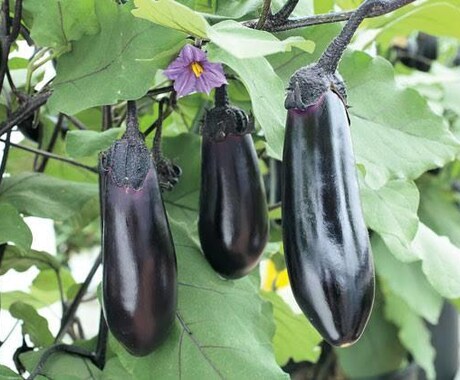 ナスの育て方、栽培のご相談承ります 大きいナスをいっぱい取りたい方必見です！ イメージ1