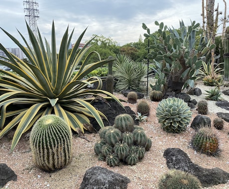 現役植木屋が観葉植物、お花や植栽のアドバイスします 現役で働いてますのでなんでも質問受付てます！ イメージ2