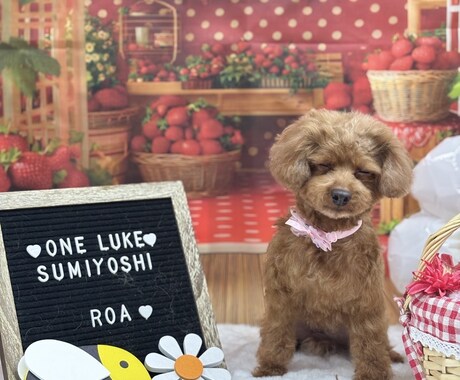 愛犬の写真・動画で癒しをお届けします 疲れているあなたへわんちゃんの癒しをお届けします(資格保有) イメージ2