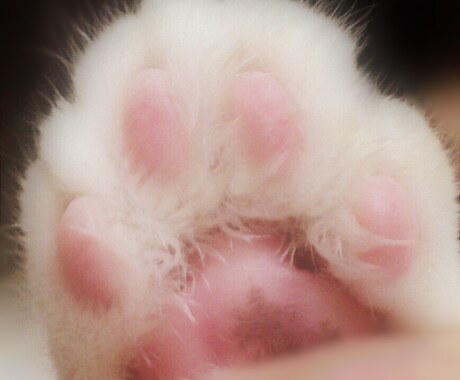 【掌球・指球・妙性占い】あなたの愛猫の手相を占います【肉球相占い】 イメージ1