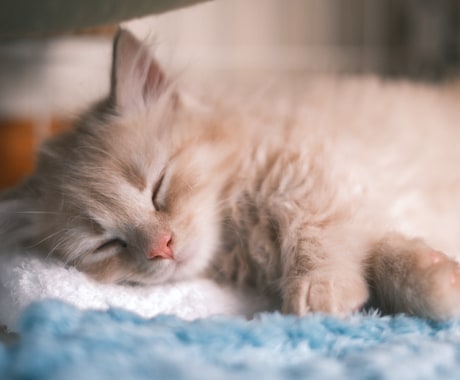 ペットの可愛い瞬間を出張撮影いたします 猫2匹と暮らすカメラマンがペットの記念撮影を行います！ イメージ1