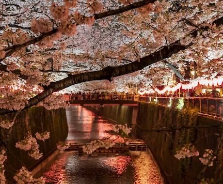 都内の桜スポット素材を提供します 都内で撮影した桜の映像を提供します。 イメージ2