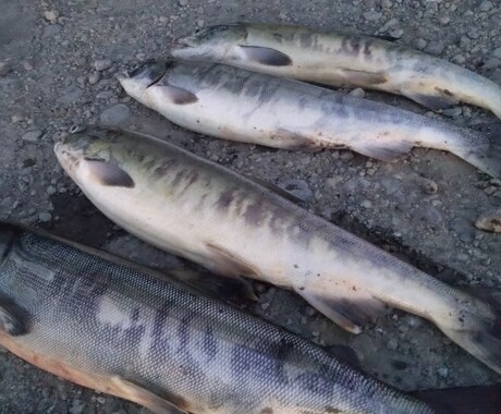 北海道の釣りのアドバイスします 釣り歴15年、ショアからの釣りを得意としています。 イメージ2