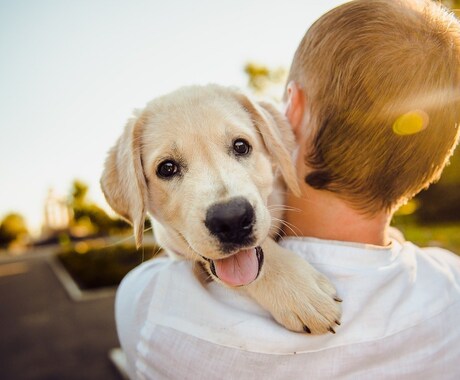 愛犬との旅行に必要な持ち物、７選。の記事書きます 愛犬と旅行に行くときの必需品を、分かりやすく解説するぞ！ イメージ1