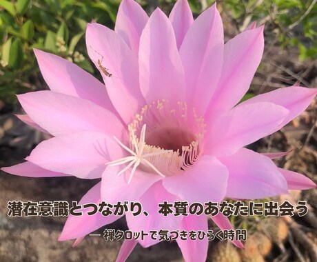 禅タロットで【不登校ママ】の心を軽くします ♡経験者だからこそ、あなたにそっと寄り添います♡ イメージ2