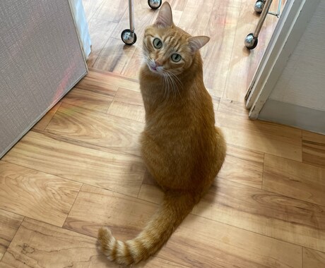 モニター価格でセッション致します おうちのペットさんとお話しします。 イメージ1