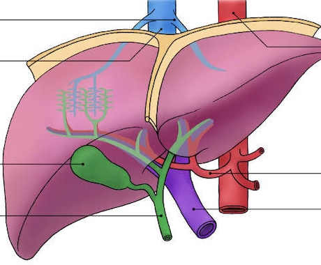 体の機能と構造を教えます 人体の構造や各臓器の理解を深めましょう。 イメージ2
