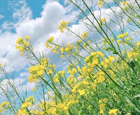 貴方様の悩みを占い師の私が一早く導きます 一人ではどうしようも出来ずに悩んでいる貴方様を幸せな方向に イメージ2