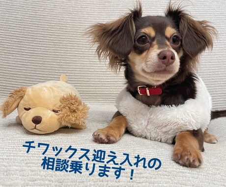 チワックス迎え入れの相談承ります 理想のチワックスの探し方・飼い方等経験者から有益な情報を！ イメージ1