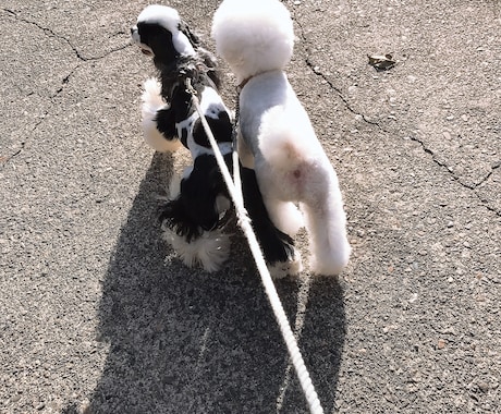 わんちゃんお悩み相談解決します 愛犬のトレーニング、しつけでお困りなこと解決します！ イメージ1