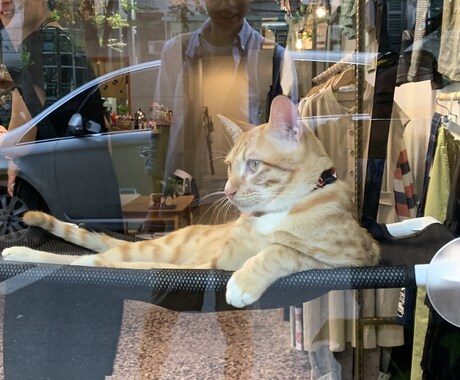 ペットからのメッセージをお伝えします （亡くなった）ペットの飼い主へメッセージをお伝えします。 イメージ1