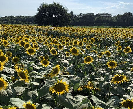 どんな小さな悩みでも聞きます 1人で抱え込まないで吐き出しましょう イメージ1