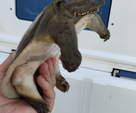 カメ飼育についてアドバイスします カメさんと暮らす為のルールを伝授します イメージ2