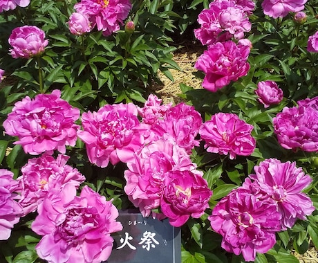 動画編集いたします プレミアプロにて、動画編集いたします。 イメージ2