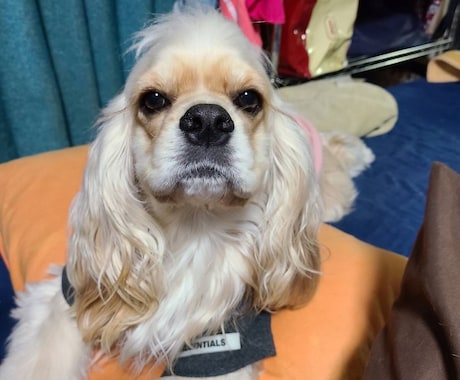 心の悩みなんでもお伺いします 不登校、子供が理解出来るまで話し合いました。 イメージ2