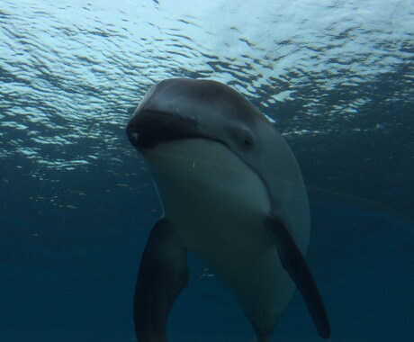 水族館で働きたい人！就職のコツ教えます イルカのトレーニング方法の秘密も、教えちゃうよ！ イメージ1