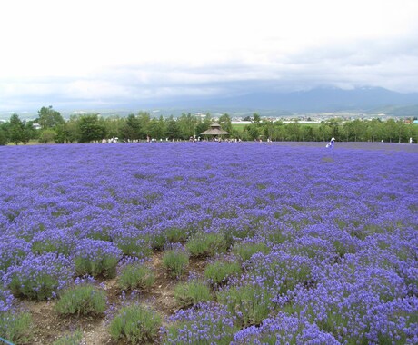 北海道旅行のプランを条件に合わせて考えます 【北海道好きで在住経験アリ】最高の思い出を作りましょう！ イメージ1