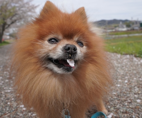 全画像納品！愛犬との家族写真撮影します 愛するわんちゃんとの思い出を残しませんか？ イメージ1