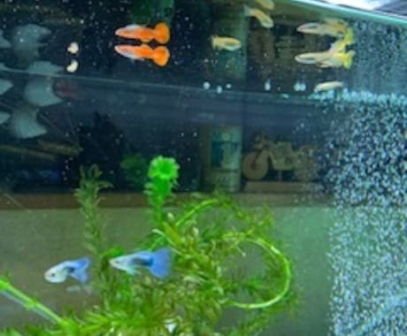 魚の飼育について教えます 水槽のレイアウト、飼育する時の注意点などについてお答えします イメージ1