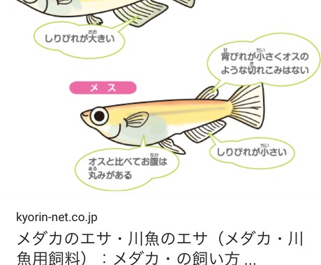熱帯魚、メダカの初心者の方の、飼育サポートします イメージ1