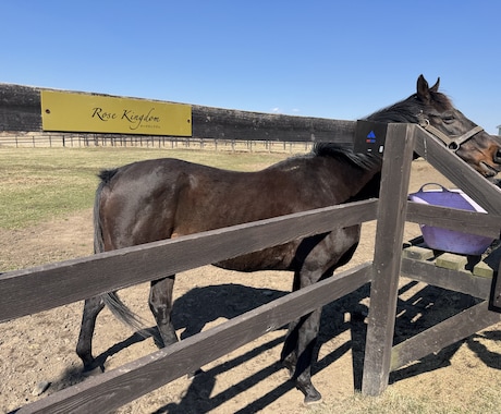 ３往復⭐️競馬好きさんとゆるく交換日記します 交換日記のように競馬愛を語りましょう イメージ2