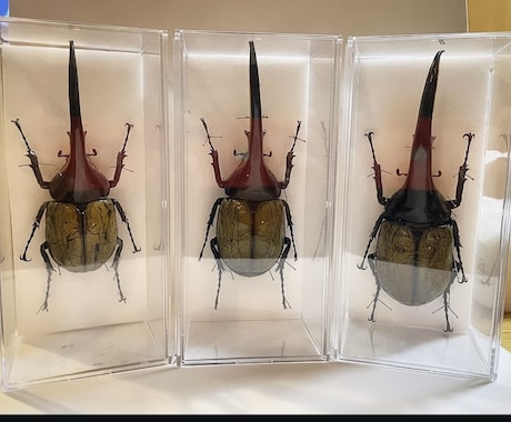 その夏の感動を、標本という宝物にします その昆虫には、物語がある。。。 イメージ2