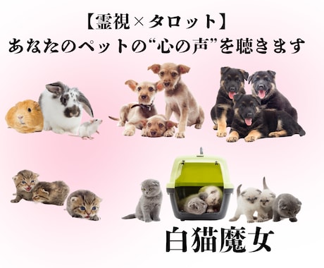 霊視×タロット★あなたのペットの心の声を聴きます 「あの子は今、どう思っているの？」 イメージ1