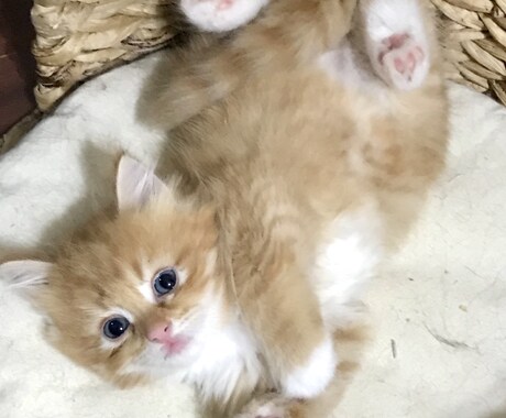 資格あります(゜-^*)/癒しの提供致します 暇潰しもOK！愚痴やお悩み聞きますଘ(੭*◕ฺω◕ฺ)੭*ੈ イメージ1