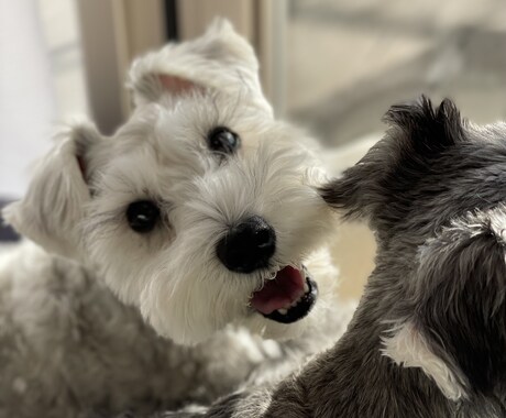 子犬子猫のしつけ相談します 現役動物看護師が教える！こいぬ・こねこの育て方相談 イメージ2