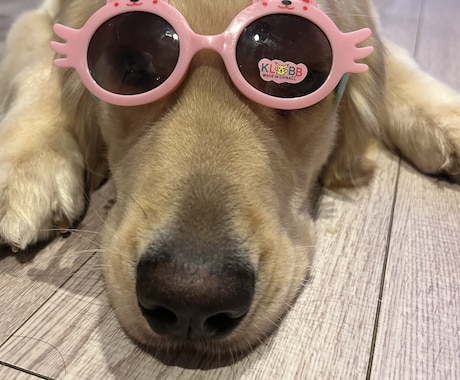 愛犬のなんで？をドッグトレーナーが一緒に解決します ドッグライフをより良きものに！ イメージ1