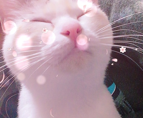 愛猫に好かれる方法教えます 愛猫が大好きだけど、なぜか好かれないあなたへ イメージ1