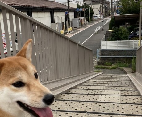 犬の飼い主同士の会話をします 飼い主同士の悩み事や面白い出来事について沢山お話し！ イメージ2