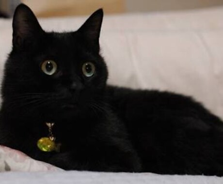 黒猫ハルの「身につけるべき能力」を霊視しますニャ イメージ1