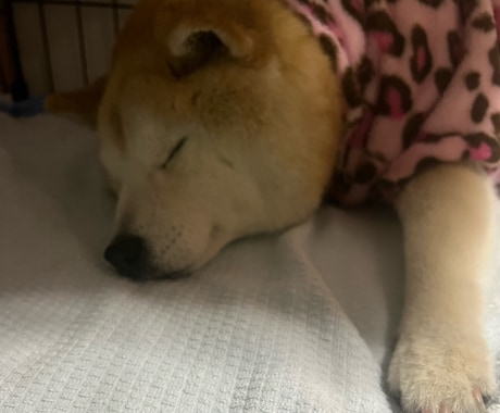 ペット介護、ペットロスのお話聞きます 2年半の老犬介護経験を活かしてあなたのこころに寄り添います。 イメージ1