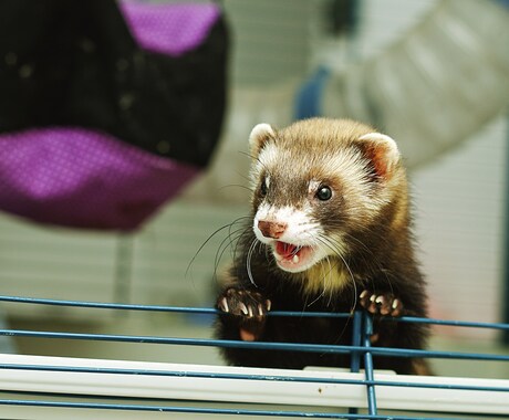 一人暮らしで飼えるペットを教えます 日々の生活を豊かで快適なものにする為に イメージ2
