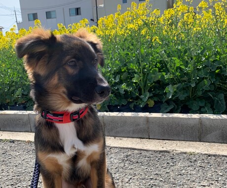 愛犬愛猫の素朴な疑問から病気の悩み相談聞きますます 元動物看護師が伝える動物さんたちのお悩み相談 イメージ1