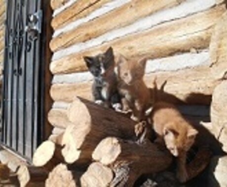 アリゾナから猫ちゃん7匹の写真をお届けします☆彡 イメージ1