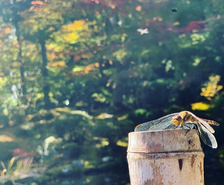 安く.様々なジャンルのブログ記事作成します 安く.早くをモットーにしています。 イメージ1