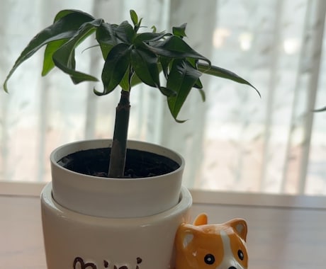 開運植物×風水で金運部屋に変身！します かわいく飾って♡お金と一緒に幸せも舞いこむお部屋つくり イメージ2