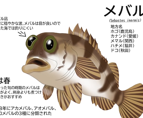 元水族館飼育員が水生生物のイラスト描きます イラスト、解説版、SNSのアイコン等に イメージ1