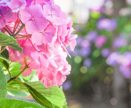 お花の写真撮影します お花の可愛さで暮らしを明るくしたい イメージ2