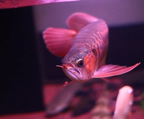 熱帯魚飼育相談受けます 熱帯魚飼育の相談を受けて解決に努めます。 イメージ2
