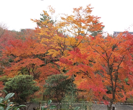 あなたの京都観光をとびっきり楽しい時間にします 学生によるゆったりまったり京都観光案内 イメージ1
