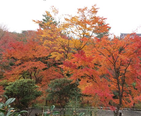 あなたの京都観光をとびっきり楽しい時間にします 学生によるゆったりまったり京都観光案内 イメージ1