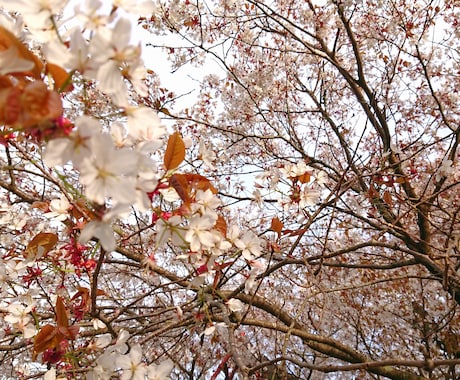 桜ヒーリング◌桜にあなたの心癒してもらいます 時間は戻らない道◦◦日常生活に疲れ迷い願いを持っている方 イメージ2