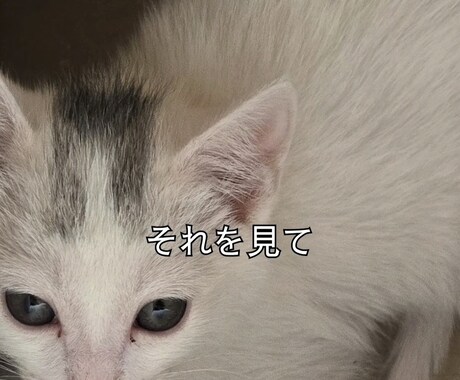 ショート動画のキャプション入れます Instagram・TikTok動画のキャプション入れ イメージ2