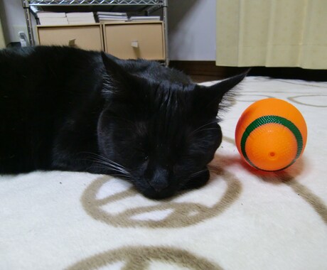 保護猫さんとあなたが幸せになる方法伝えます 子猫を保護した方、保護猫さんを迎え入れたい方ご覧ください！ イメージ2