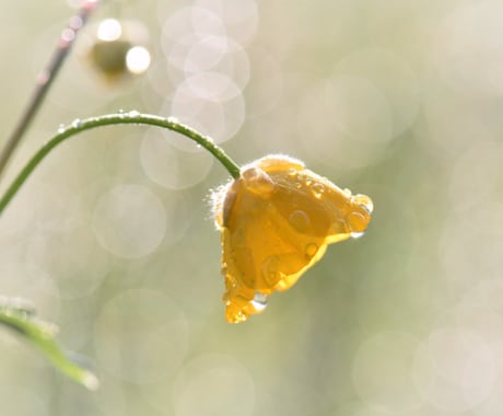 男性限定｜彼女が隠す本音を暴きます ★恋に疲れた心を霊視で癒し、真実の愛の行方を示します❤ イメージ2